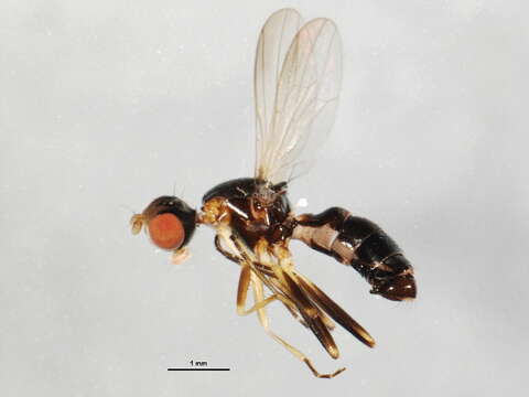 Image of Nemopoda nitidula (Fallen 1820)