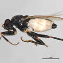 Mesosphaerocera annulicornis (Malloch 1913) resmi