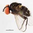 Image of <i>Strongygaster triangulifera</i>