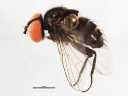 Sivun <i>Strongygaster triangulifera</i> kuva