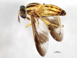 Image of Chrysops vittatus Wiedemann 1821