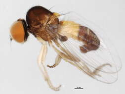 Image of Agathomyia