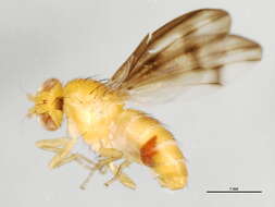 Image of Homoneura melanderi (Johnson 1914)