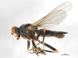 Image of Hydromyza confluens Loew 1863
