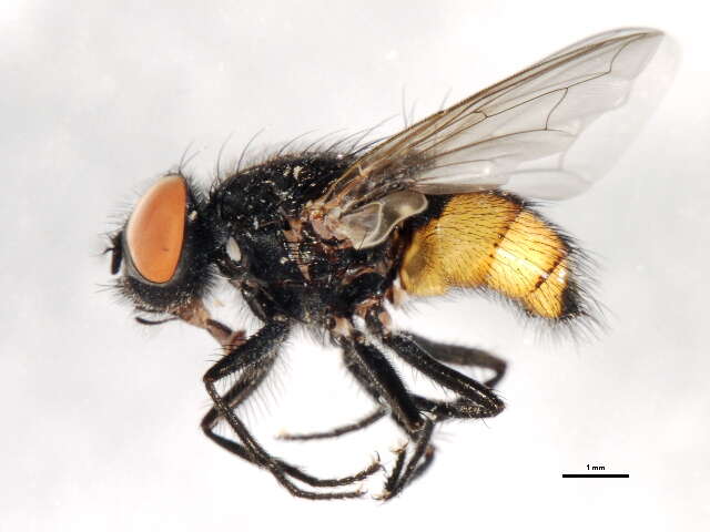 Image of Face Fly