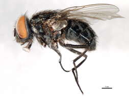 Image of Graphomya minuta Arntfield 1975