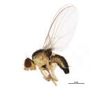 Image of Phytoliriomyza pulchella Spencer 1986