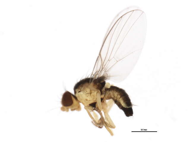 Phytoliriomyza pulchella Spencer 1986 resmi