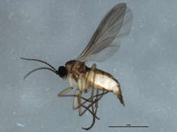 Image of Ctenosciara hyalipennis (Meigen 1804)