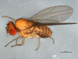 Microdrosophila congesta (Zetterstedt 1847) resmi