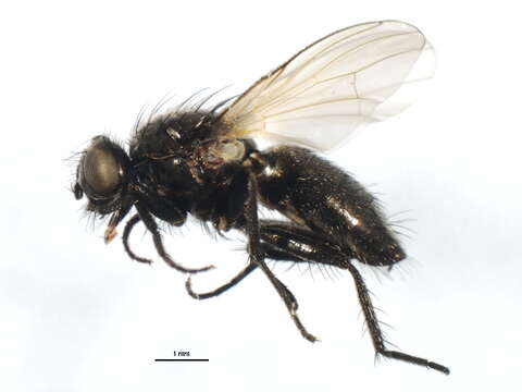 Image of Drymeia similis (Malloch 1918)