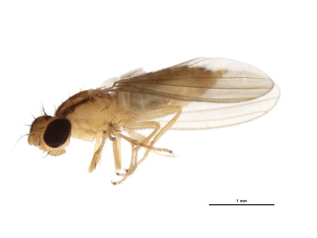 Image of Anthomyzinae