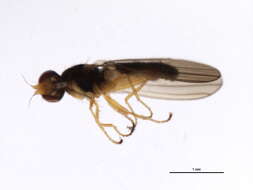 Image of Anthomyza