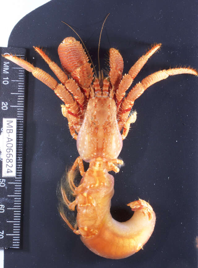 Image of Sand hermit crab