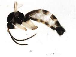 Image of Greenomyia