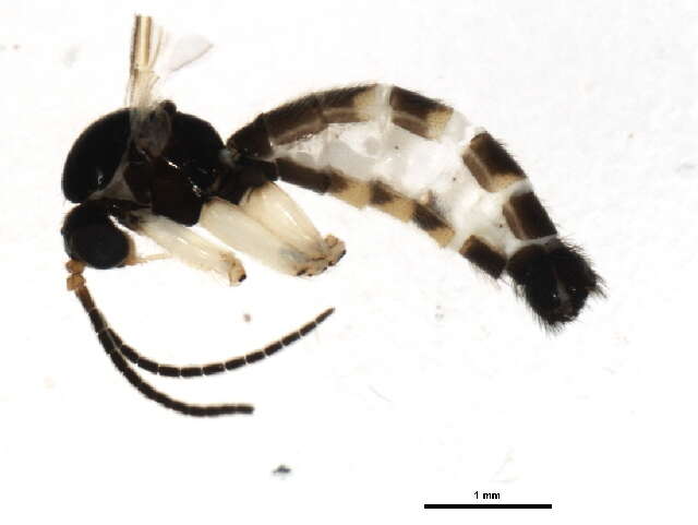 Image of Greenomyia