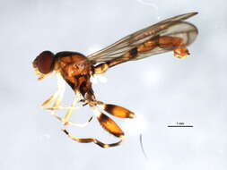 Image of Sphegina petiolata Coquillett 1910