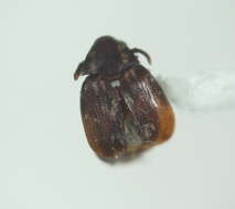 Image of Seed Beetle