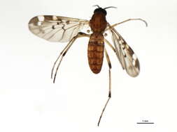 Image of Sylvicola alternatus (Say 1823)