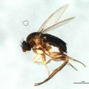 Image of Anevrina macateei (Malloch 1913)