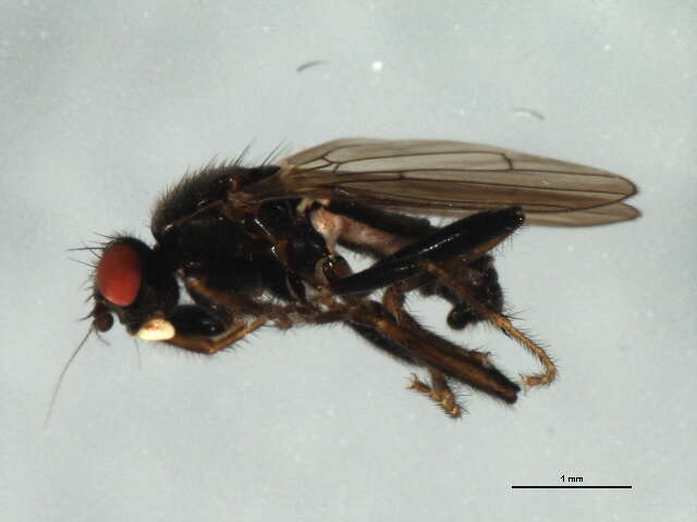 Image of Crumomyia
