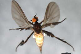 Image of Rhamphomyia valga Coquillett 1895