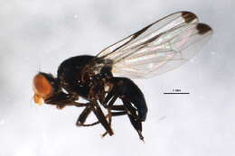 Image of Seioptera