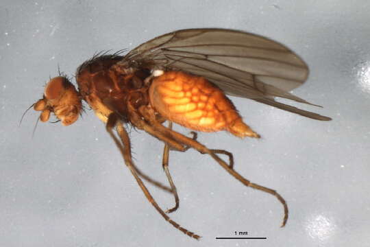 Image of Heteromyza oculata Fallen 1820