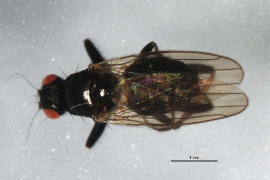 Image of Crumomyia