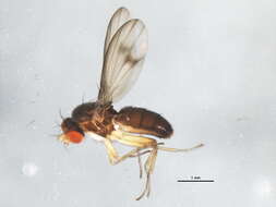 Image of Diastata vagans Loew 1864