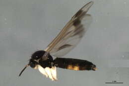 Image of Greenomyia