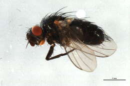 Image of Muscomorpha