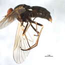 Image of Symphoromyia fulvipes Bigot 1887