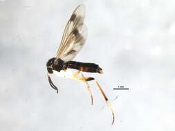 Image of Greenomyia