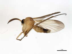 Image of Allocotocera pulchella (Curtis 1837)