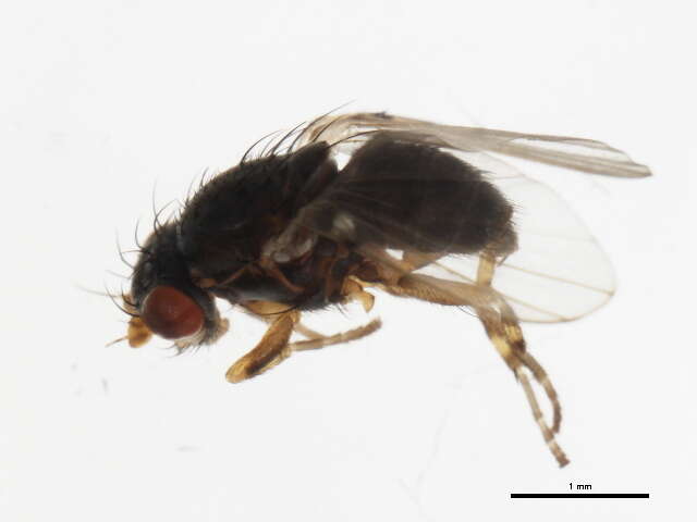 Image of odiniid flies