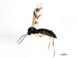 Image of Greenomyia