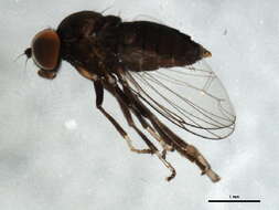 Image of Platypezinae