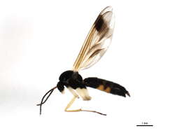 Image of Greenomyia