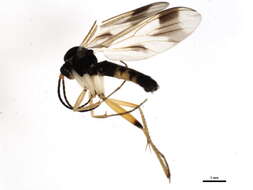 Image of Greenomyia