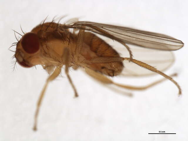 Microdrosophila congesta (Zetterstedt 1847) resmi