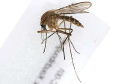 Image de Aedes cantator (Coquillett 1903)