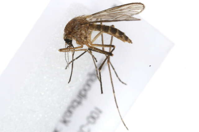 Image de Aedes cantator (Coquillett 1903)