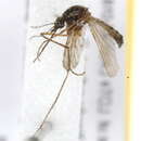 صورة Aedes pionips Dyar 1919