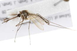 Image of Aedes