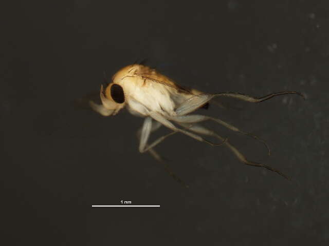 Image of Ant-decapitating Flies