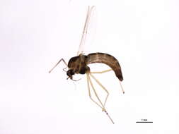 Image of Chironomus melanescens Keyl 1961