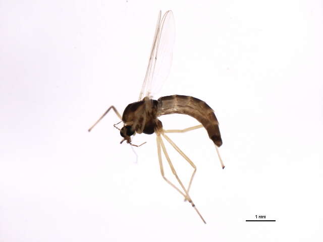 Image of Chironomus melanescens Keyl 1961