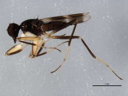 Image of Tachydromia aemula (Loew 1864)