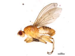 Image of Suillia loewi